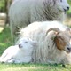 Little lamb enjoying the sun near his mother - VideoHive Item for Sale