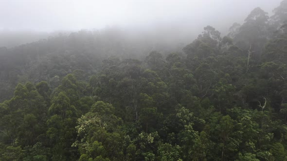 Drone over tropical forest in the clouds