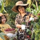 Asian senior farmer and little girl harvesting organic fresh red roselle in the farm. - VideoHive Item for Sale