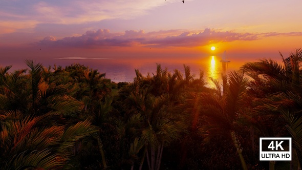 Beautiful Tropical Palm Trees Sea Beach 4K