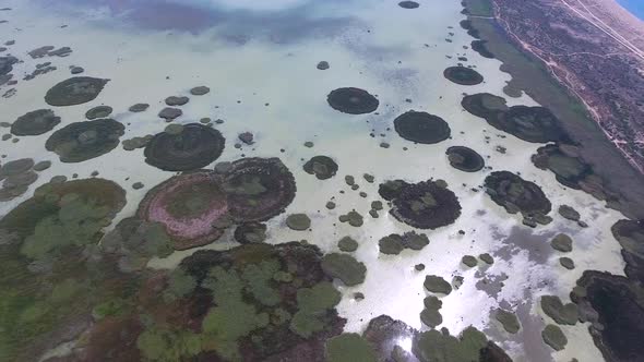 Clumps of Thatch in the Coastal Lagoon Lake