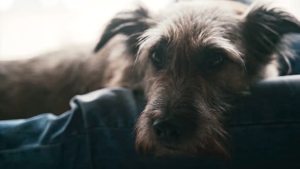 Close-up Shot of a Cute Sleepy Dog Looking Around and Moves Its Shaggy Eyebrows