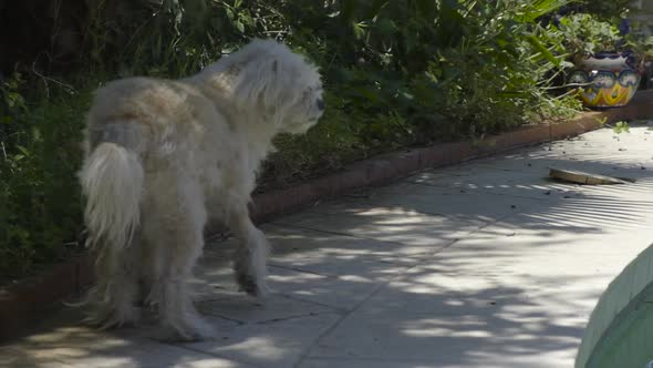 Scrappy Dog Looking Around Outside