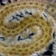 Worm Polychaeta Phyllodocidae Family - VideoHive Item for Sale
