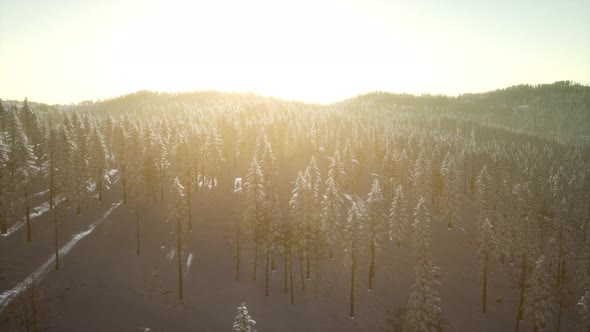 Winter Landscape Glowing By Sunlight in the Morning alt