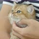 Cat owner playing with her tabby kitten. - VideoHive Item for Sale