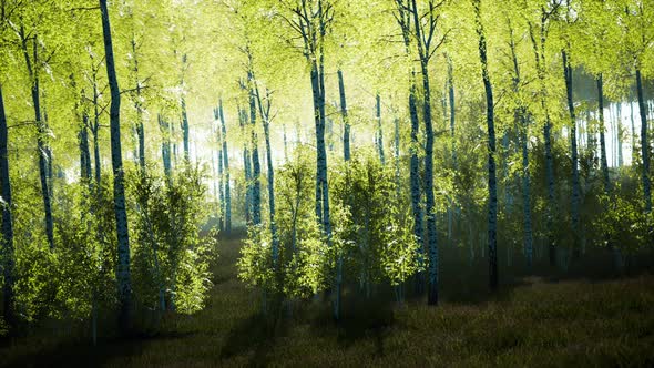 Panorama of Birch Forest with Sunlight