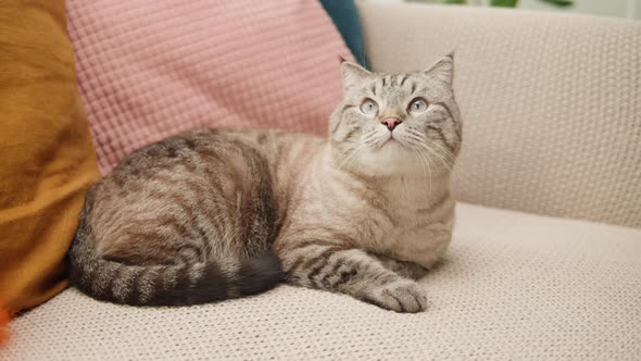 Cat Lying on Sofa Closeup Scottish Fold Portrait