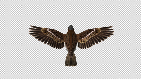 Sparrow Bird - Flying Loop - Top View Close-Up - Alpha Channel alt