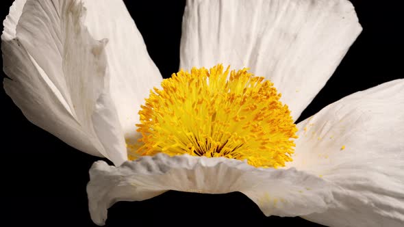 Macro shot of a Matilija Poppy over a black background