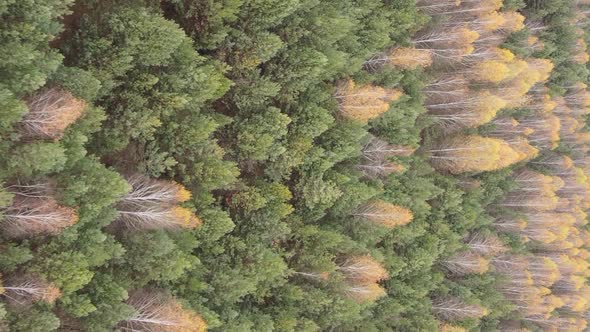 Vertical Video of an Autumn Forest During the Day in Ukraine