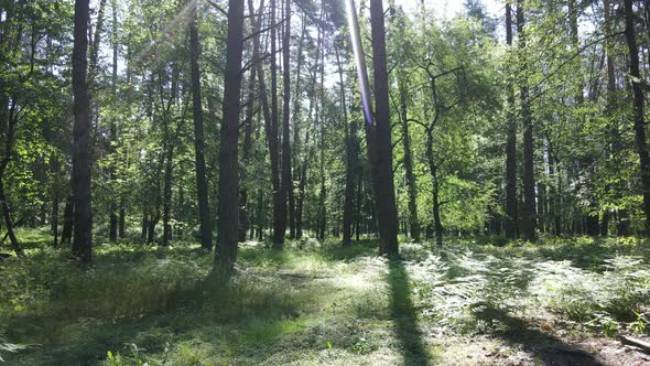 Beautiful Green Forest on a Summer Day Slow Motion