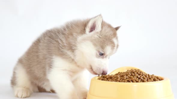 Cute Siberian Husky Puppy Eating Dry Food