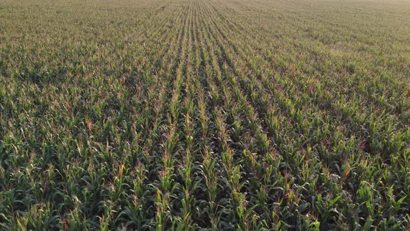 Field of Green Corn Aerial View of a Ripening Corn Plantation