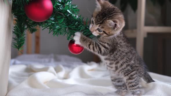 Little curious striped kitten broke and dropped the Christmas tree