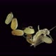 Eggs and nymph of the relic insect Embia savignyi under a microscope - VideoHive Item for Sale