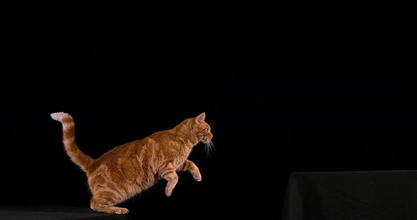 Red Tabby Domestic Cat, Adult Leaping against Black Background, Slow motion 4K