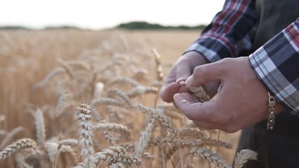 The farmer holds golden ears of wheat in his hand in a wheat field, harvest time.