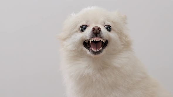 White Pomeranian getting angry