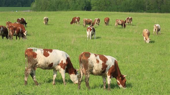 A Herd of Dairy Cows Grazing on a Green Meadow in Summer