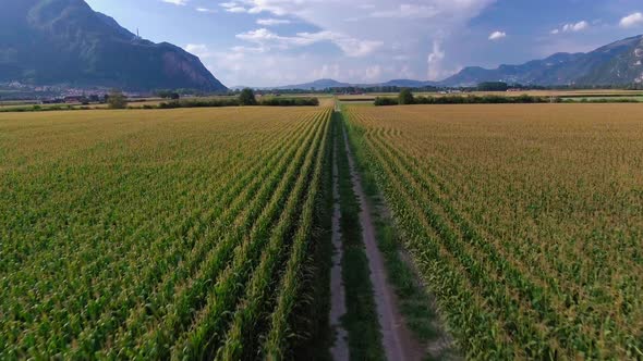 Flight over a path between wheat fields