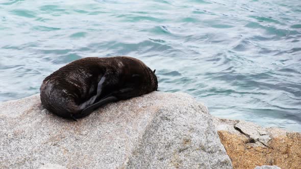 young fur seal pup suns itself on a rock