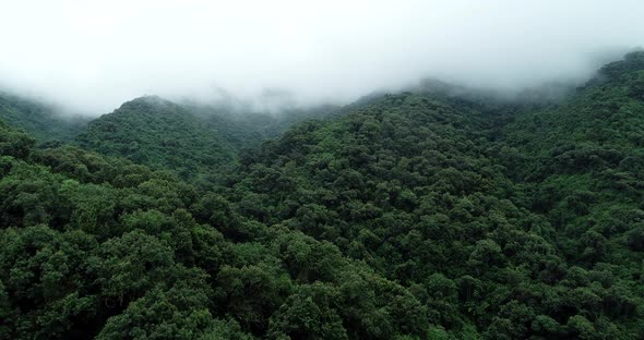 Aerial footage of green forest landscape in foggy summer