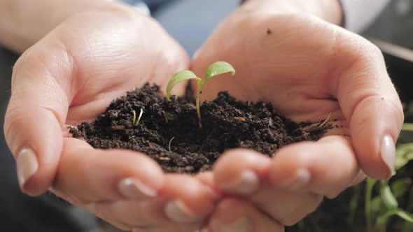 Plant Growth