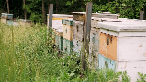 Wooden Bee Houses with Many Bees Flying in and Out