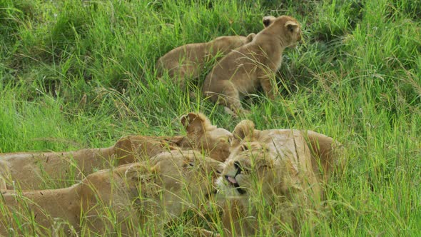 Lionesses and cubs