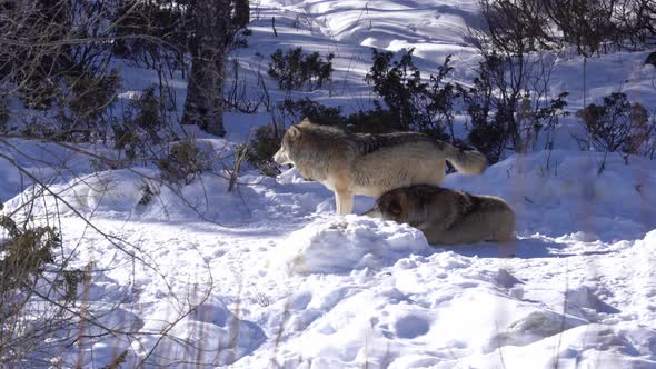 Two nordic grey wolves greets another wolf coming into frame from left - Sunny Norway winter forest