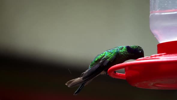 Hummingbirds minebirds native to the Americas colibri Trochilidae extreme close up