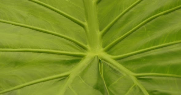 Detail of Alocasia macrorrhizos leaves