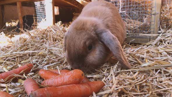 Rabbit eats carrots in rabbit hutch