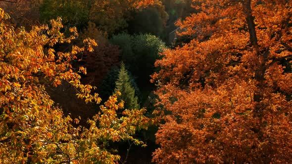 Autumn Forest and Landscape