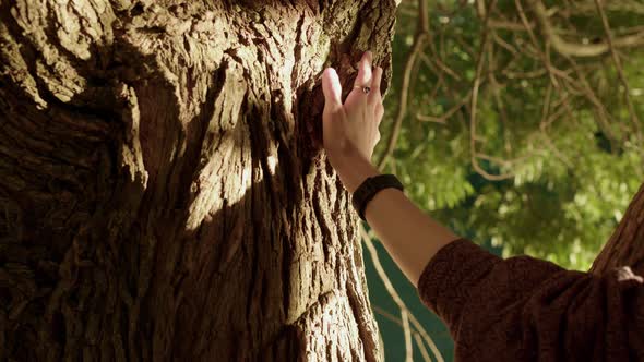 Hand of Woman Touch Beautiful Tree with Picturesque Bark at Sunset in Forest or Park