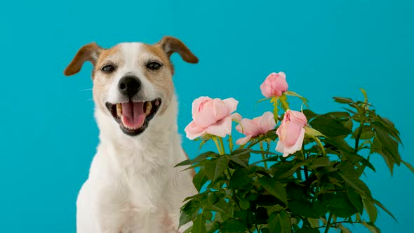 Adorable Dog with Flowers on Blue Background