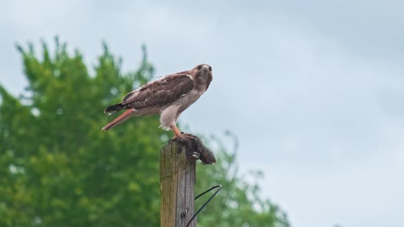 A red-tailed hawk sitting on a telephone pole eating a black squirrel in an urban downtown area with