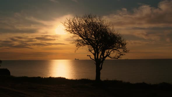 Silhouette Tree Growing at Sea Coastline at Orange Sunrise Morning Sky Cloud