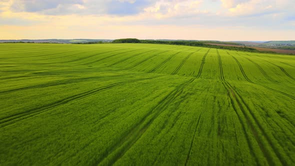 Aerial landscape view of wild bird flying over green cultivated agricultural fields with growing