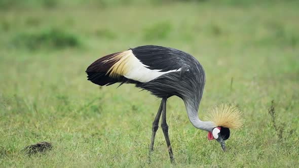 A Single Grey Crowned Crane Eating On The Grass Inside The Sosian Lodge In Kenya. -medium shot