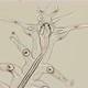 the Worm Polychaeta, Genus Tomopteris Under a Microscope, Holoplankton Spends the Entire Life Cycle - VideoHive Item for Sale