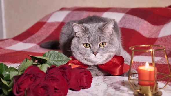 Cat celebrates Valentine's Day in bed with roses