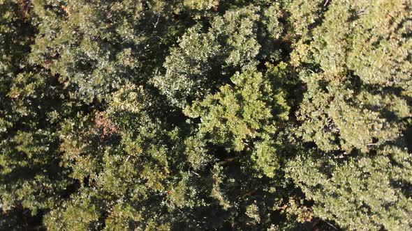 Forest Nature Aerial Drone Flying