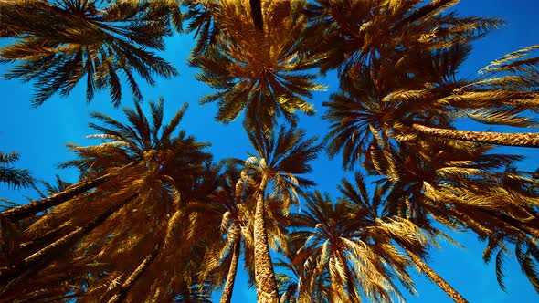 Coconut Palm Tree Foliage Under Sky
