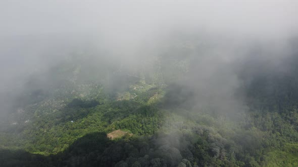 Aerial fly over low cloud near the forest