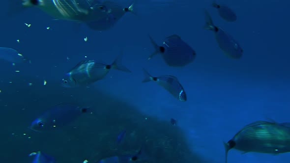 Underwater view of school of fish swimming and eating under surface of clear blue deep sea water. Sl