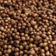 Dried Coriander Seeds  - VideoHive Item for Sale