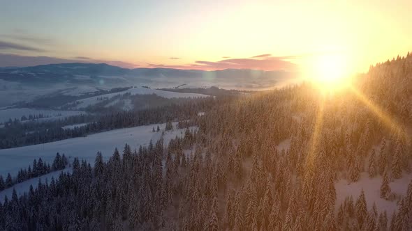 Aerial View of Carpathian Mountains in Winter at Sunrise. Flight Over Mountains Covered with Spruce