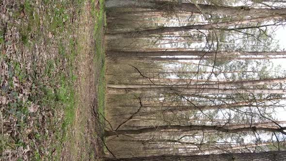 Vertical Video of a Road in the Forest Slow Motion